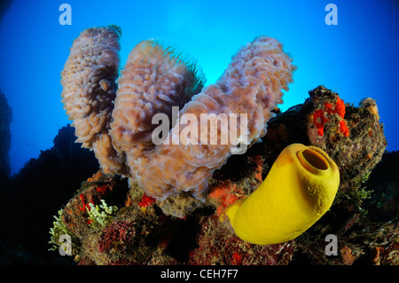 Una scogliera corallina caraibica con spugne colorate, Cienfuegos, Punta Gavilanes, Cuba, Caraibi Foto Stock