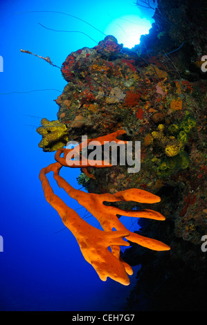 Una scogliera corallina caraibica con spugne colorate, Cienfuegos, Punta Gavilanes, Cuba, Caraibi Foto Stock