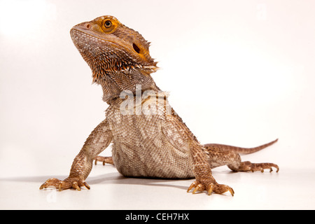 Drago barbuto Pogona barbata Foto Stock