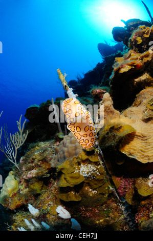 Flamingo tongue, Cienfuegos, Punta Gavilanes, Cuba, Caraibi Foto Stock