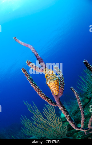 Flamingo la linguetta sul mare fan, Cienfuegos, Punta Gavilanes, Cuba, Caraibi Foto Stock