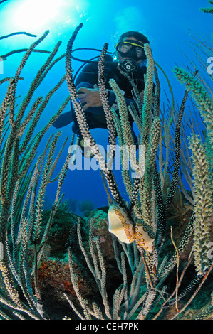 Flamingo la linguetta sul mare fan e scuba diver, Cienfuegos, Punta Gavilanes, Cuba, Caraibi Foto Stock