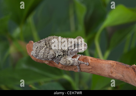 Grigio Raganella Hyla vericolor sul ramo Foto Stock