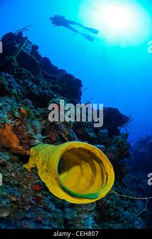 Una scogliera corallina caraibica con tubo giallo spugna e scuba diver, Trinidad, Pared de Maria Agiula, Cuba, Caraibi Foto Stock