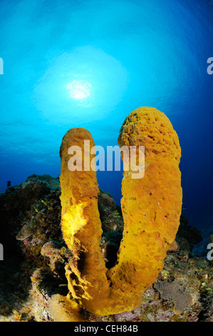 Una scogliera corallina caraibica con tubo giallo spugna e scuba diver, Isla de la Juventud, l'isola del tesoro, Cuba, Caraibi Foto Stock