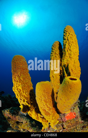 Una scogliera corallina caraibica con tubo giallo spugna e scuba diver, Isla de la Juventud, l'isola del tesoro, Cuba, Caraibi Foto Stock