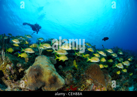 - Isla de la Juventud, l'isola del tesoro, Cuba, Caraibi Foto Stock