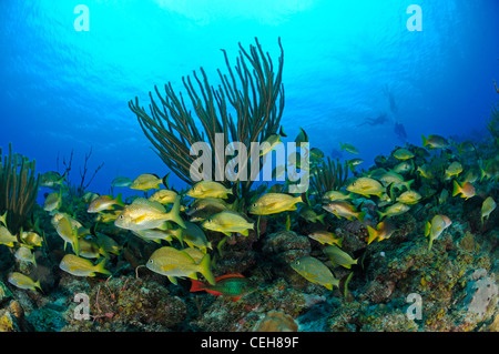 Scuola di Bluestriped grugniti a una scogliera corallina caraibica, scuola di fisch, Isla de la Juventud, l'isola del tesoro, Cuba, Caraibi Foto Stock