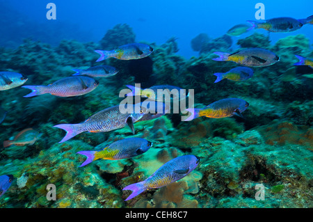 Scuola di Creolo Wrasse, Isla de la Juventud, l'isola del tesoro, Cuba, Caraibi Foto Stock