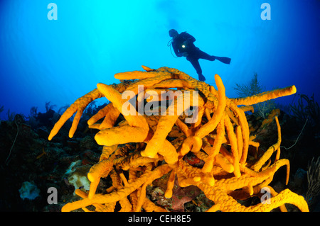 Subacqueo con corda giallo spugna, Maria La Gorda, Almirante, Cuba, Caraibi Foto Stock