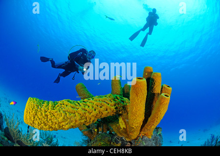 Una scogliera corallina caraibica con tubo giallo spugna e scuba diver, Maria La Gorda, Almirante, Cuba, Caraibi Foto Stock