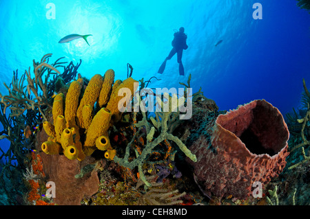 Una scogliera corallina caraibica con tubo giallo spugna e Caraibi gigante barilotto di spugna e scuba diver, Maria La Gorda, Almirante, Cuba Foto Stock