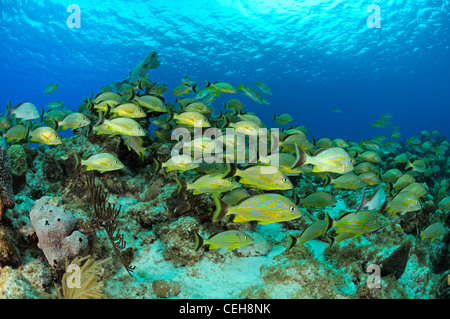 Scuola di Bluestriped grugniti a una scogliera corallina caraibica, scuola di fisch, Maria La Gorda, Aquario, Cuba, Caraibi Foto Stock