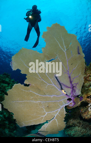 Mare comune ventola con linguette di flamingo e scuba diver, Maria La Gorda, Aquario, Cuba, Caraibi Foto Stock