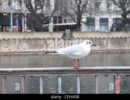 Gabbiani in piedi sul corrimano della banca di fiume Foto Stock