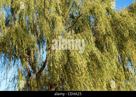 Willow, albero, cielo blu, closeup, parco, estate, Foto Stock