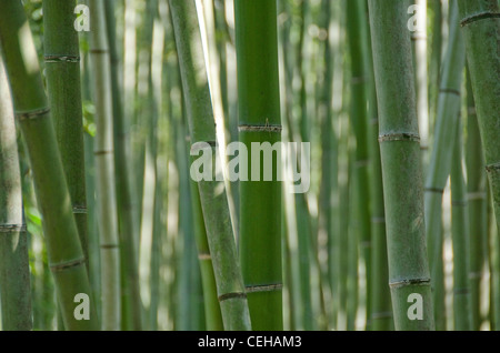 Sullo sfondo di un verde di bambù giapponese nasce in un bosco visto di lato Foto Stock