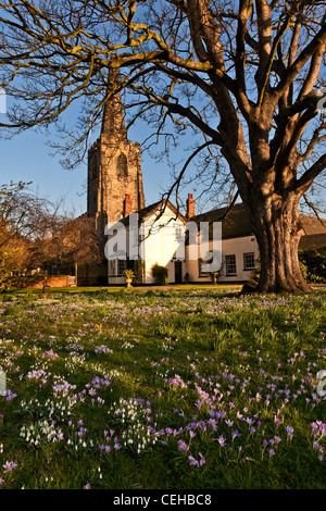 La chiesa di Santa Maria in Attenborough, Nottingham presi in primavera mostra albero, villaggio verde con crochi e bucaneve. Foto Stock