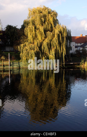 Un salice si riflette nel fiume Avon a Bidford on Avon, Warwickshire Foto Stock