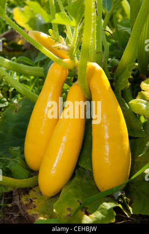 Il giallo di zucca (Cucurbita pepo)"Zucchine" Frutti Foto Stock