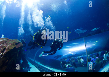 I subacquei in Georgia Aquarium Foto Stock