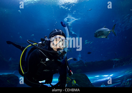 Scuba Diver in Georgia Aquarium Foto Stock