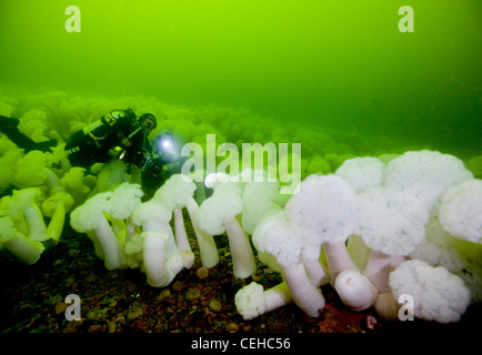 Fotografo in campo di anemoni plumose Foto Stock