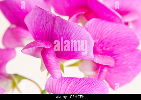Close up studio shot di pisello dolce Foto Stock
