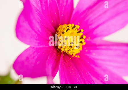 Close up studio shot di Echinacea Foto Stock