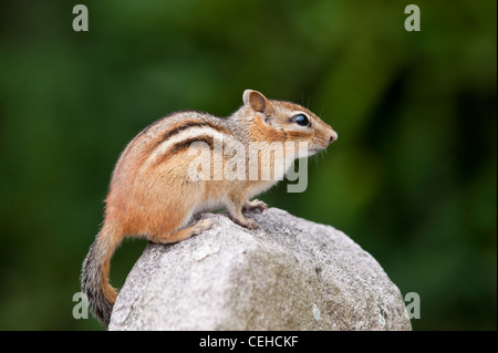 Scoiattolo striado orientale (Tamias striatus) seduto su di una roccia. Foto Stock