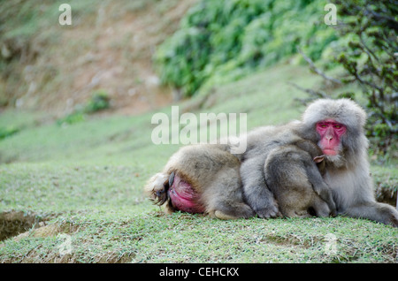 Femmina di macaco giapponese, Macaca fuscata, giacente a terra con un bambino dorme nel suo braccio Foto Stock