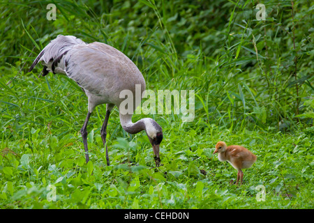 Eurasian gru (grus grus) con dieci giorni di età chick rovistando in una palude, Germania Foto Stock