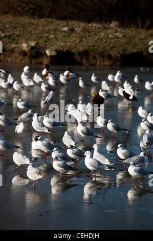 A testa nera Gabbiani, Larus ridibundus, d'inverno il piumaggio Foto Stock