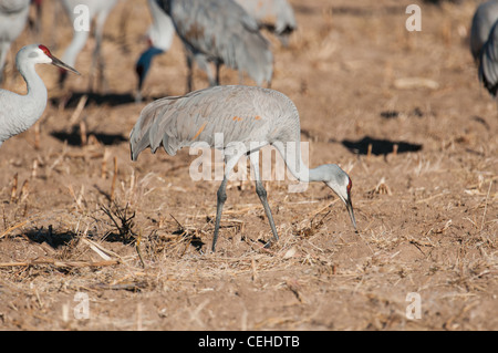 Sandhill gru di mangiare in un campo di mais di Albuquerque, New Mexio. Stati Uniti d'America. Foto Stock