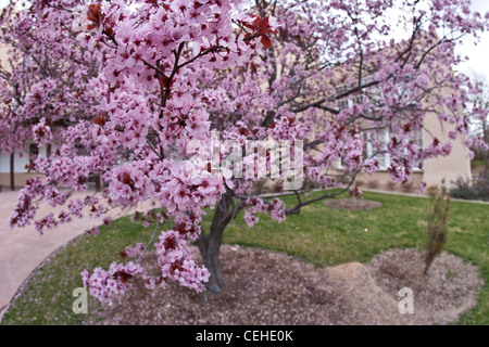 Fiore di Ciliegio di cluster in Bloom, tree. Foto Stock