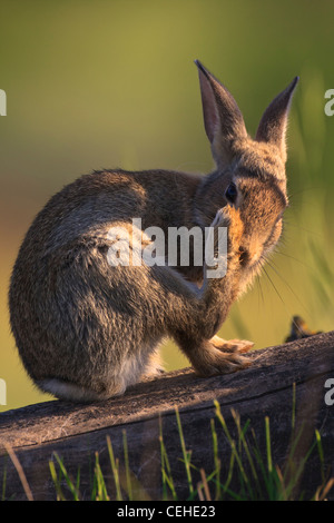 I giovani europei coniglio (oryctolagus cuniculus) toelettatura stesso. Lleida. La Catalogna. Spagna. Foto Stock