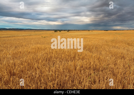 Farmland paesaggio. Lleida. La Catalogna. Spagna. Foto Stock