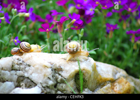 Riprese macro di piccole lumache sulla roccia. Foto Stock