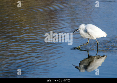 Una Garzetta camminando attraverso acqua Foto Stock