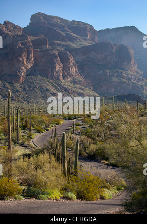 Ajo, Arizona - cactus Saguaro lungo la Ajo Mountain Drive in organo a canne Cactus monumento nazionale. Foto Stock