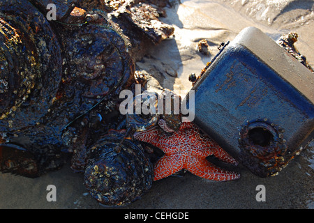 Orange Sea Star, Big Dume Beach, California Foto Stock