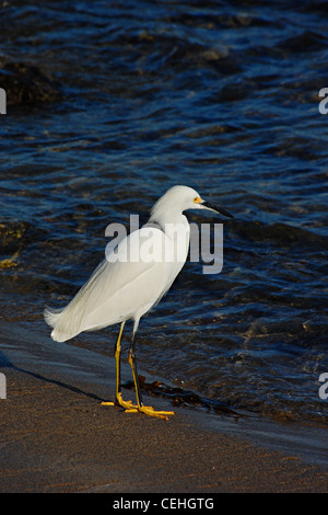 Snowy garzetta, Big Dume Beach, Point Dume, California Foto Stock