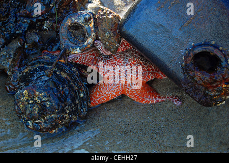 Orange Sea Star, Big Dume Beach, California Foto Stock