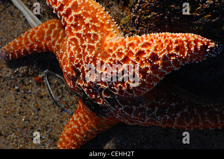 Orange Sea Star, Big Dume Beach, California Foto Stock