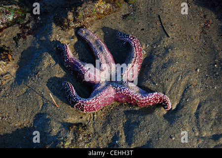 Viola stella di mare, grande Dume Beach, California Foto Stock