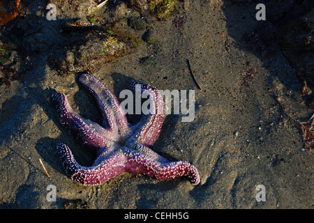 Viola stella di mare, grande Dume Beach, California Foto Stock