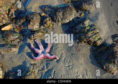 Viola stella di mare, grande Dume Beach, California Foto Stock