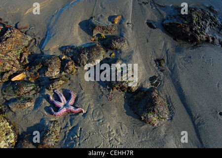 Viola stella di mare, grande Dume Beach, California Foto Stock