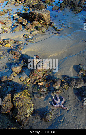 Viola stella di mare, grande Dume Beach, California Foto Stock