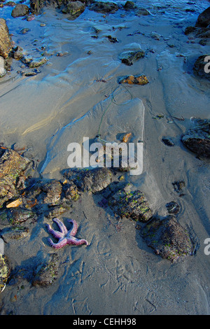 Viola stella di mare, grande Dume Beach, California Foto Stock